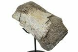 Fossil Hadrosaur (Gryposaurus?) Toe Bone w/ Metal Stand - Texas #250263-1